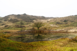 Dunes Egmond Binnen Ernst van Raaphorst
