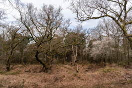 Wodan Oacks near Wolfheze Ernst van Raaphorst