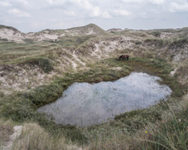 Dunes near Bergen NH Ernst van Raaphorst