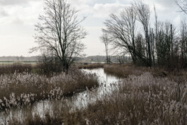 The Biesbosch Ernst van Raaphorst
